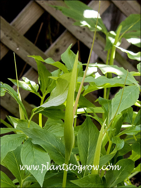 The green hooded spath and the long narrow spadix.